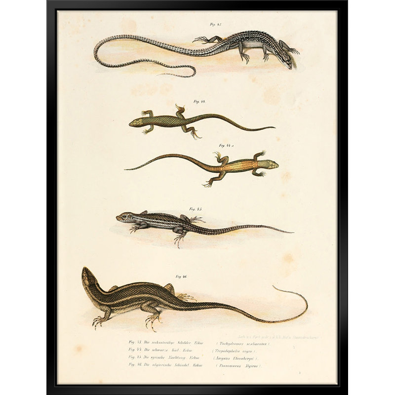 Illustration vintage de salamandre-giclée sur toile avec cadre flottant_, L 16 po x H 20 po