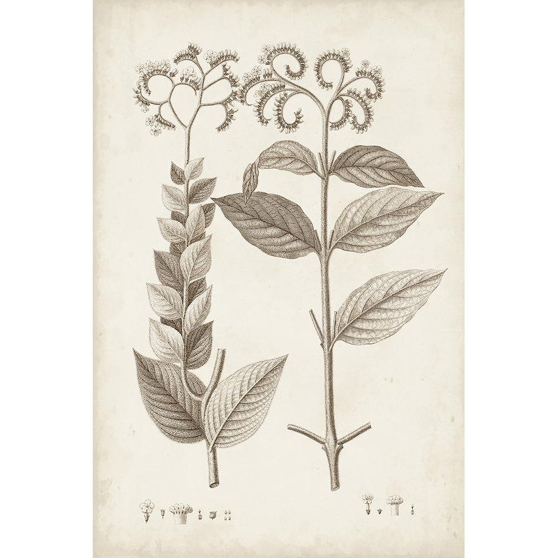 Antique Sepia Botanicals VI - Print on Canvas, 30 cm H x 20 cm W, Black Floater Framed