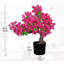 52.83cm Plant