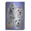 «Maltese 2» par Barbara Keith-168292563