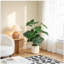30 "plante tropicale artificielle feuille d'alocasia avec pot blanc 2pc / ensemble