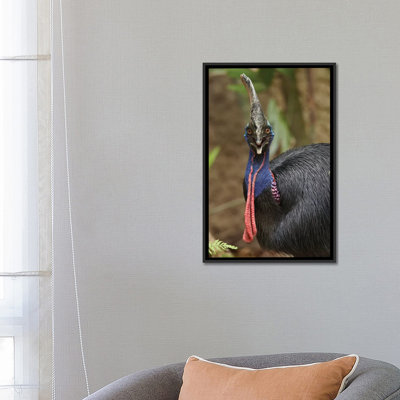" Southern Cassowary, Jurong Bird Park, Singapore " by Tim Fitzharris