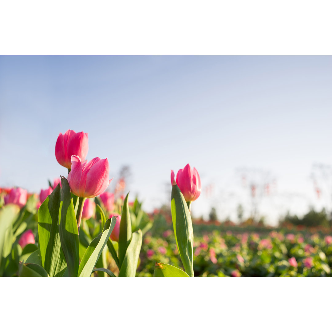 Leinwandbild Tulip Field