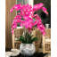 Phalaenopsis Orchids Centerpiece in Vase