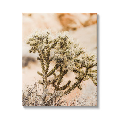 «Arid Cactus Desert Plant» par Krista Broadway - photographie
