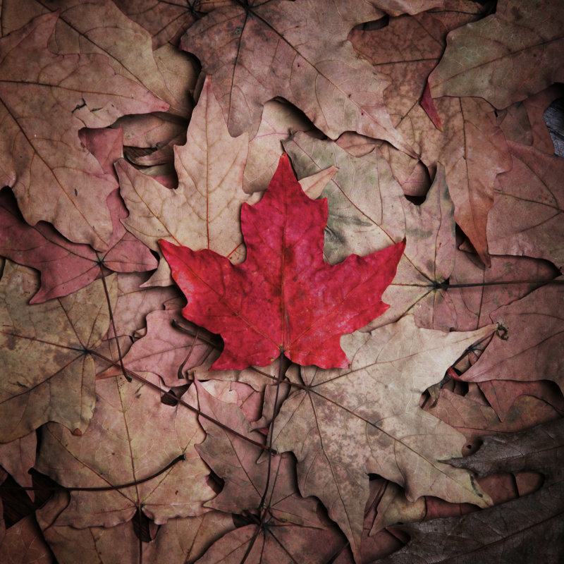 Maple Leaf, 76cm H x 76cm W x 3.8cm D