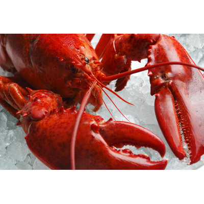 Red Lobster by Mikdam - Wrapped Canvas Print