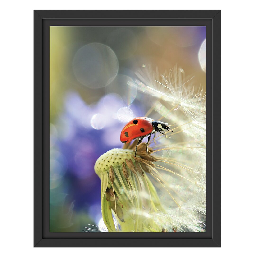 Gerahmtes Wandbild Marienkäfer auf Pusteblume