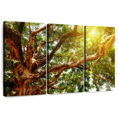 Harnek Sunlit Giant Bodhi Tree