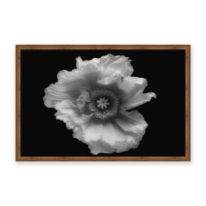 Nature Inspired Poppy in Mono by  - Picture Frame Photograph on Paper, 16" H x 24" W x 1.125" D, Framed Matted Print, White