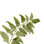 Fern Arrangement
