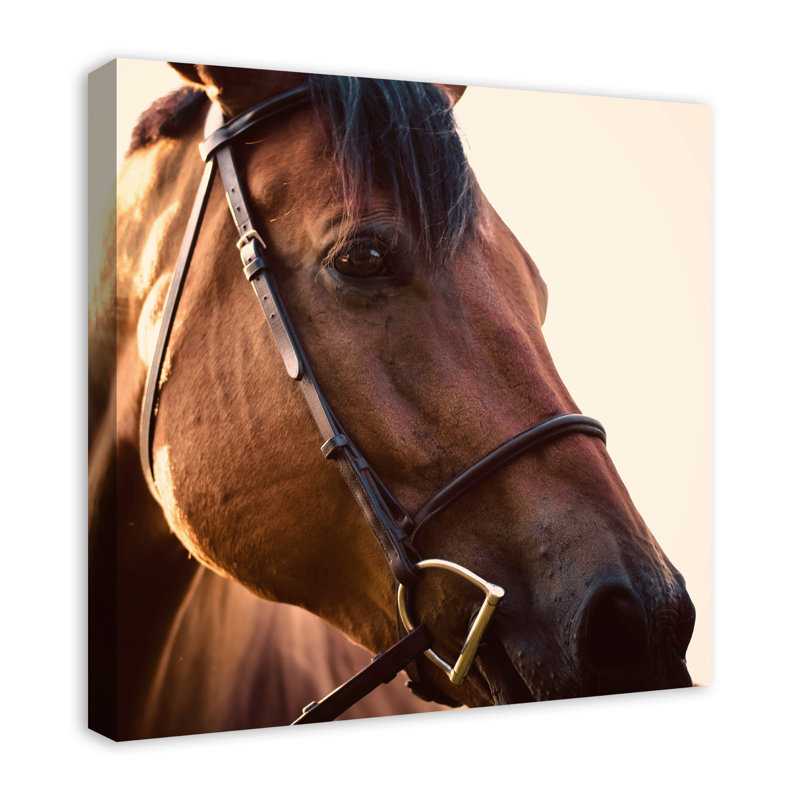 " Horse Close Up "