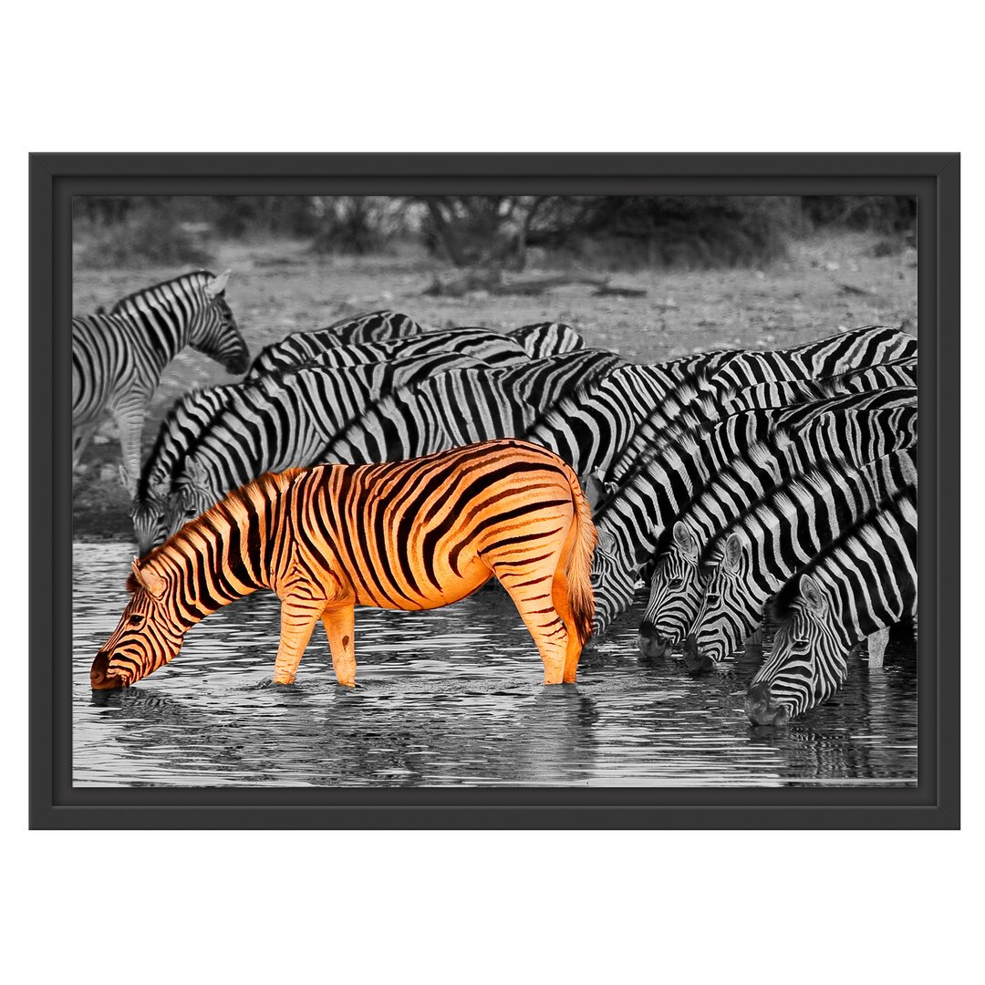 Gerahmtes Wandbild Zebras an der Wasserstelle