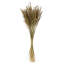 Congo Grass-805850844