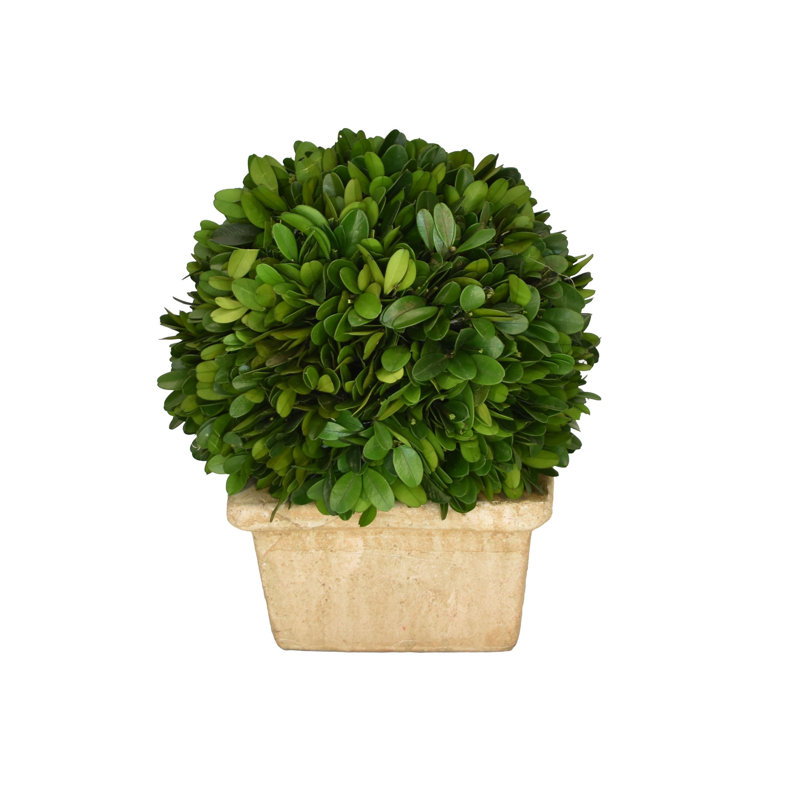 Buis Boxwood, H 8 po x l 6 po x P 6 po
