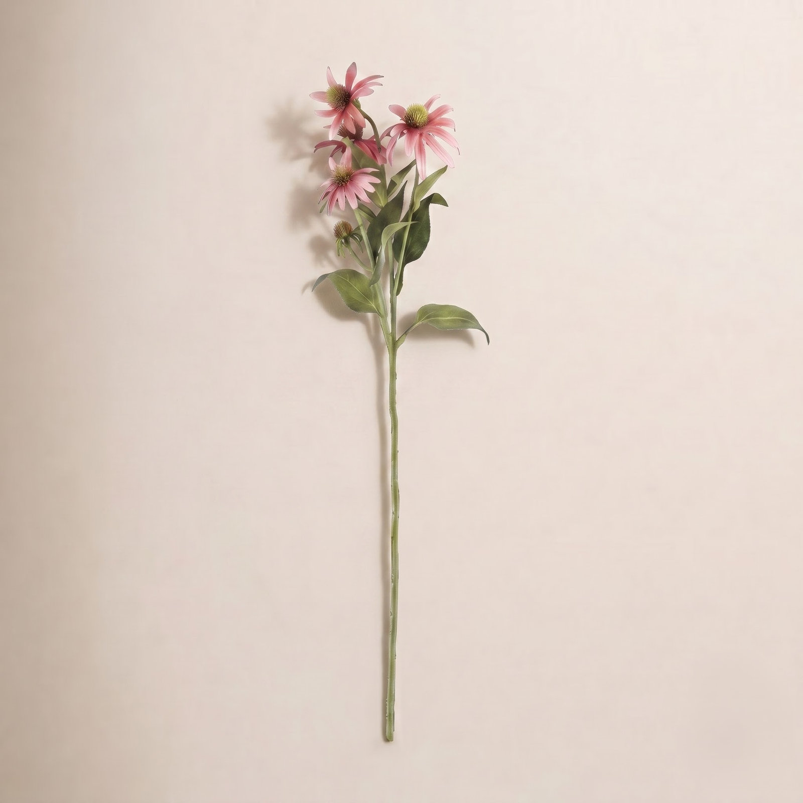Rimma Chrysanthemum Stems