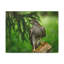 Art mural oiseau majestueux-1927218098