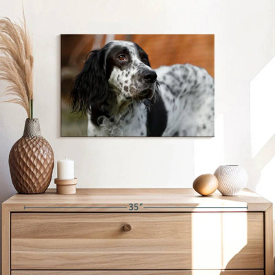 Crowle Spotted English Setter