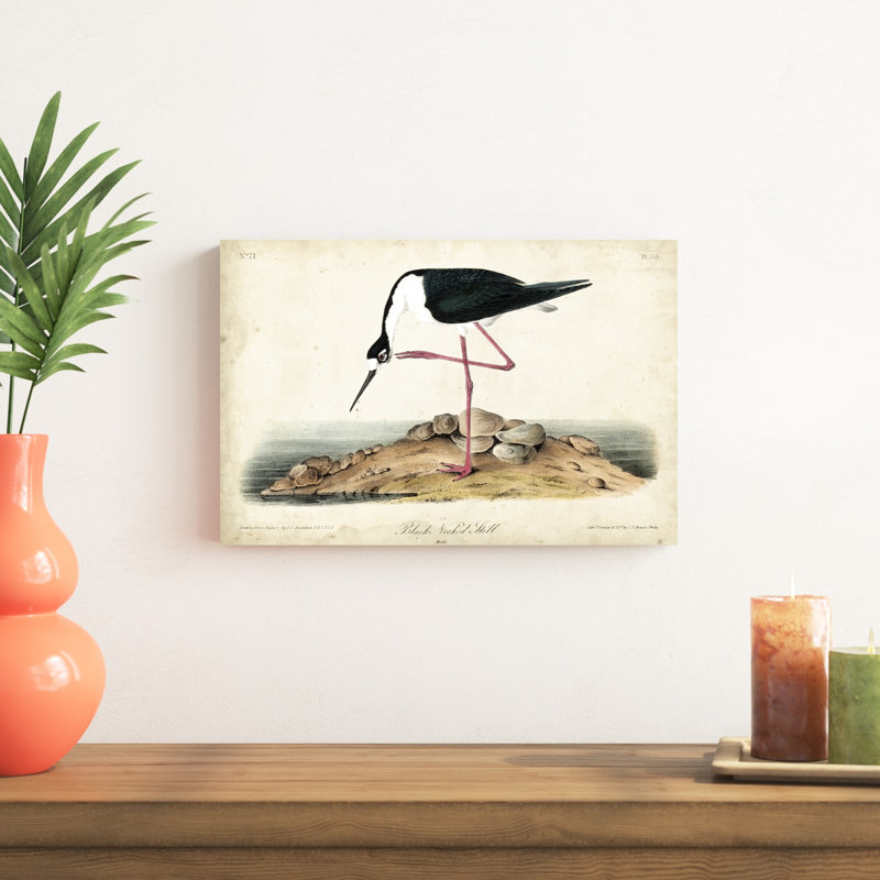 «Black Necked Stilt» par James Audubon - peinture sur toile tendue, H 12 po x l 18 po x P 1,25 po