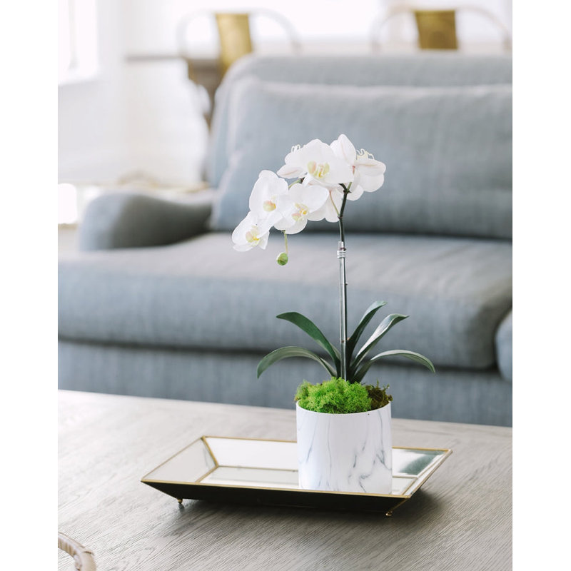 Orchid Plant in Pot Set, Fuchsia