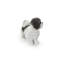 Shih Tzu debout