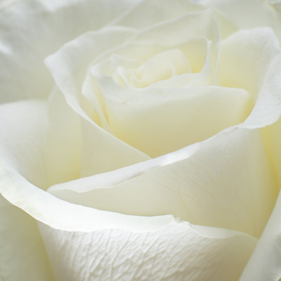 «Castleridge Close-Up Of White Rose» par - Photographie sur toile tendue