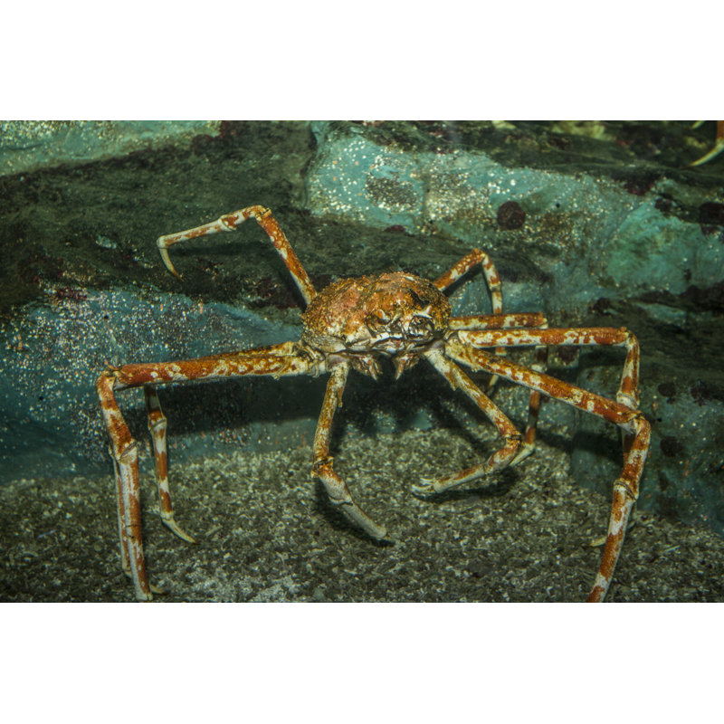 King Crab In Water by Guillaume749 - Wrapped Canvas Print, 51cm H x 76cm W