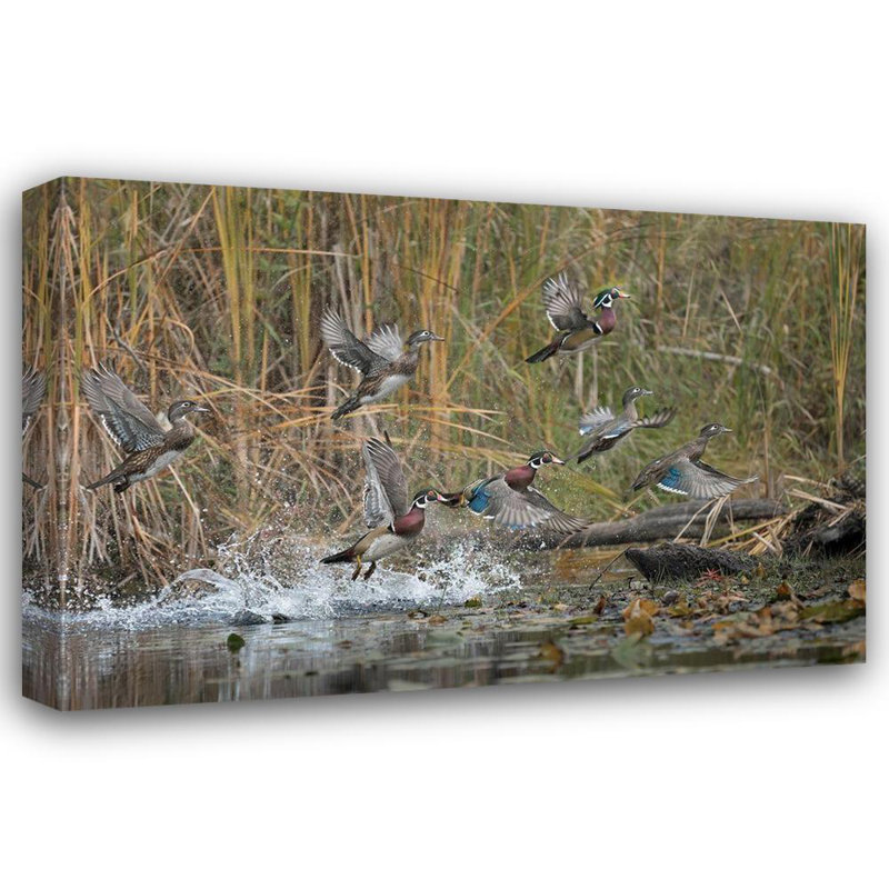 Luhm, Gary Un groupe de canards des bois de l'État de Washington (aixa) prend son envol depuis un étang tranquille de Seattle US48 GLU1251