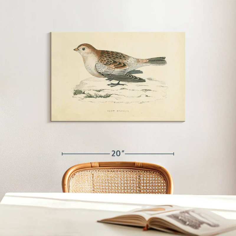 Crowle Snow Bunting Print, 16" H x 24" W