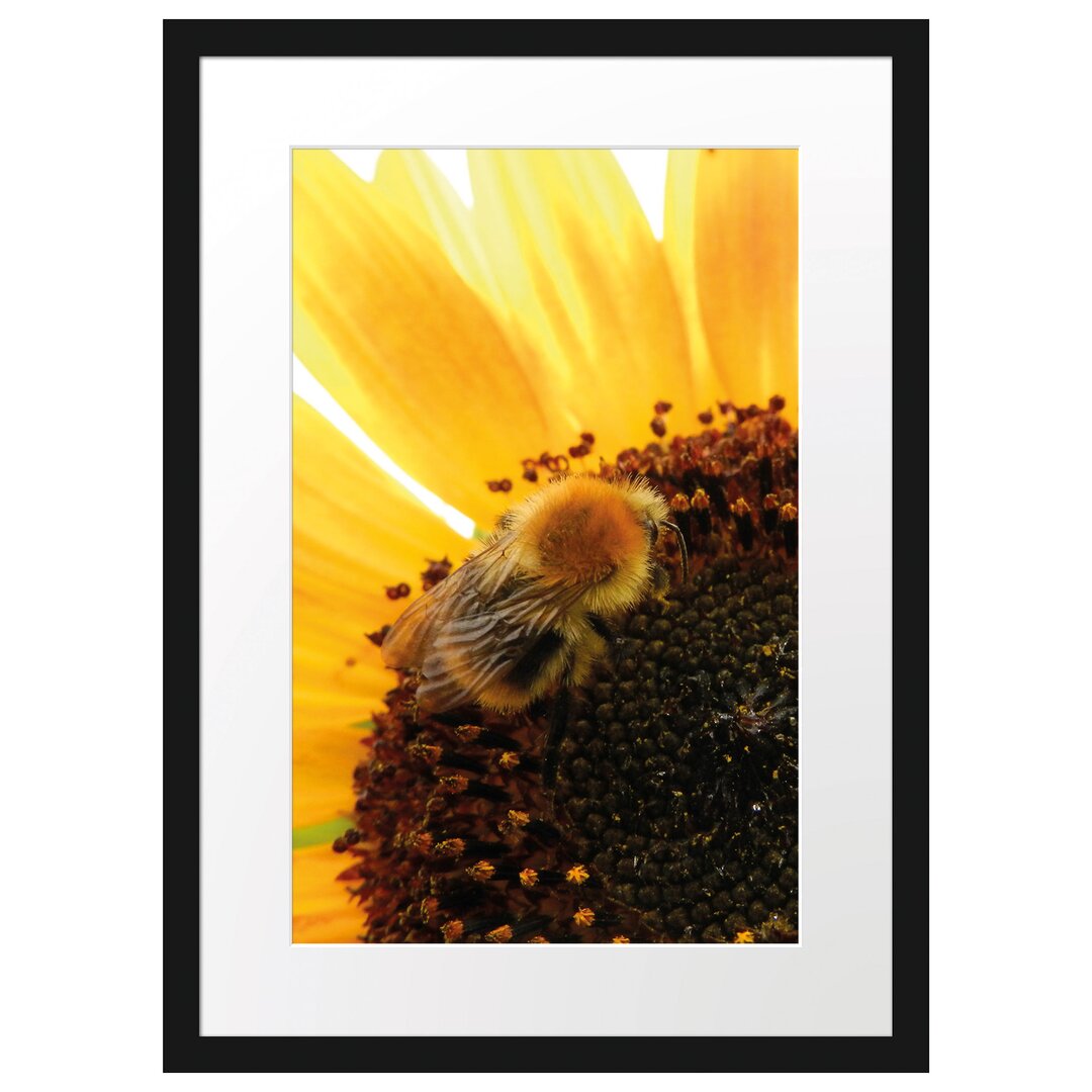 Gerahmtes Poster Biene auf Sonnenblume