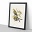 Pale Headed Parakeets by Elizabeth Gould - Framed Print-55578174-55578175