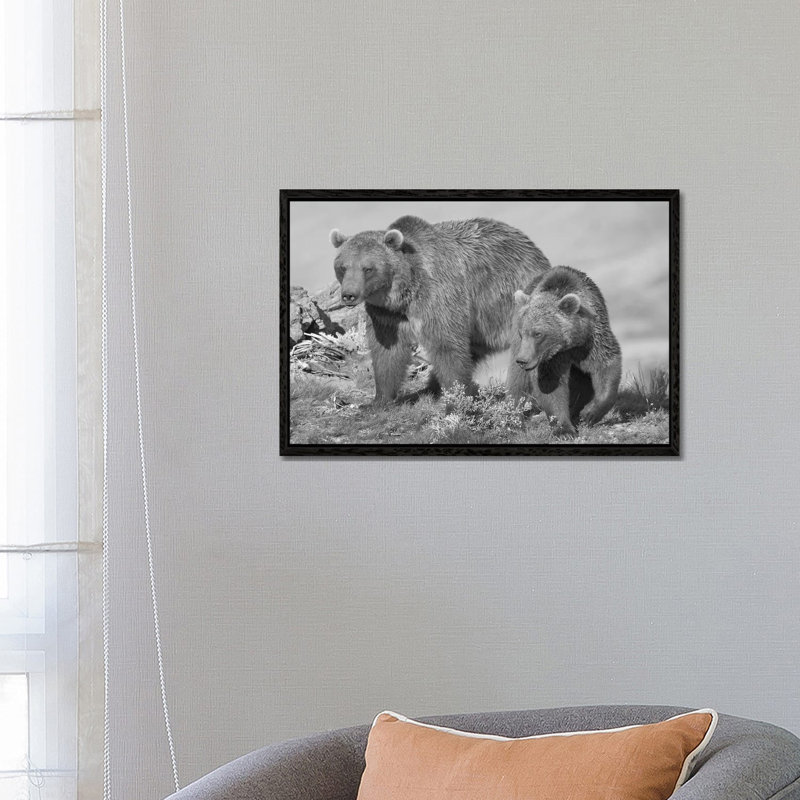 Grizzly Bear Mother With A One Year Old Cub, North America by Tim Fitzharris - Floater Frame Gallery-Wrapped Canvas Giclée on Canvas