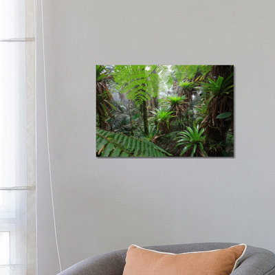 Bromeliad And Tree Fern At 1600 Meters Altitude In Tropical Rainforest, Sierra Nevada De Santa Marta National Park, Colombia V by Cyril Ruoso - Wrapped Canvas Print