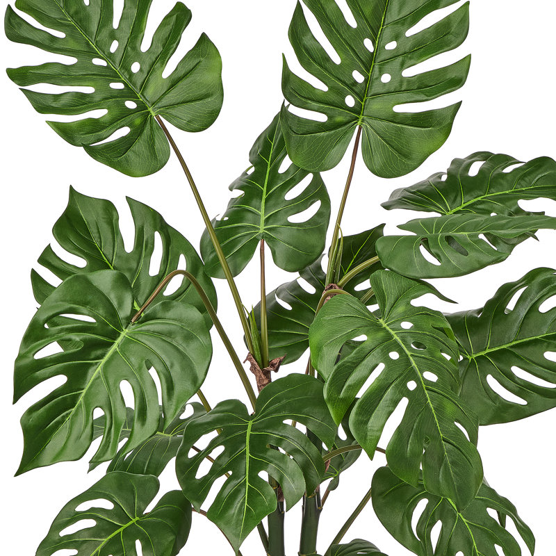 Plante Monstera en pot 4 pi UV, 48 in x 27 in