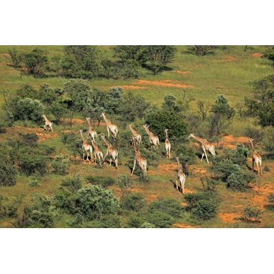 Giraffe Herd - Wrapped Canvas Print
