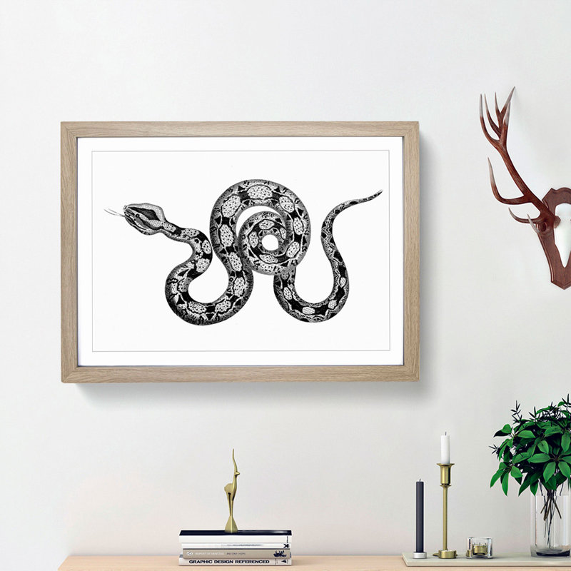 Boa Constrictor Snake in Black and White by George Shaw - Picture Frame Drawing Print, 48cm H x 65cm W x 2cm D, Oak Framed