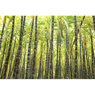 Stonington Sugarcane Plants At Field par - Photographie de toile tendue