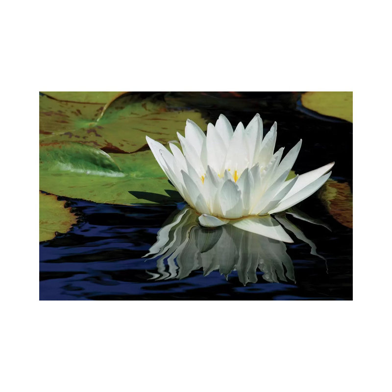 Lily Reflections 1 Piece Wrapped Canvas Wall Art, 30.48 cm H x 45.72 cm W