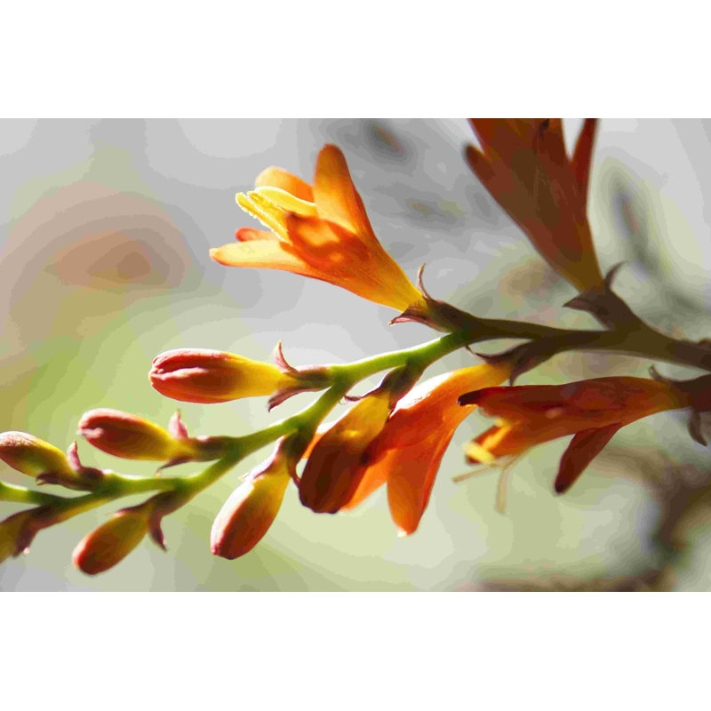 Soleil ouvert II, L 18 po x H 12 po x P 1,25 po