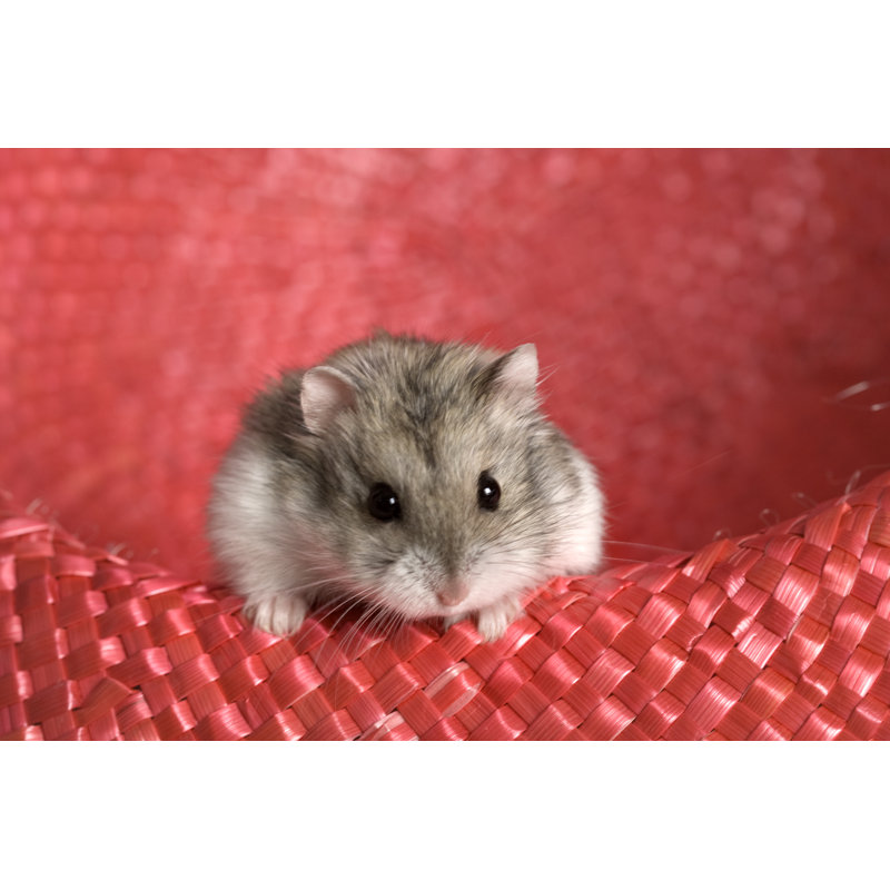 Ratoncillo by Maiteali - No Frame Art Prints on Canvas, 30cm H x 46cm W