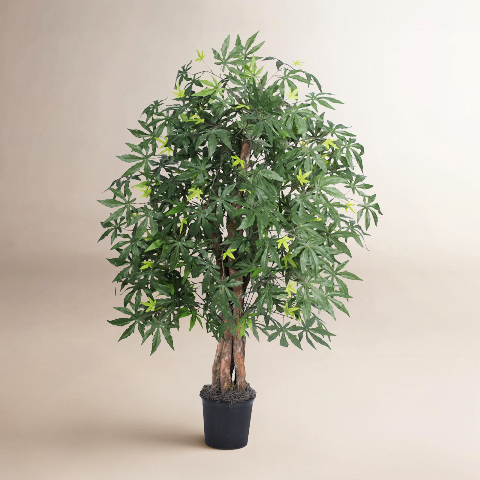 48" Maple Tree in Pot
