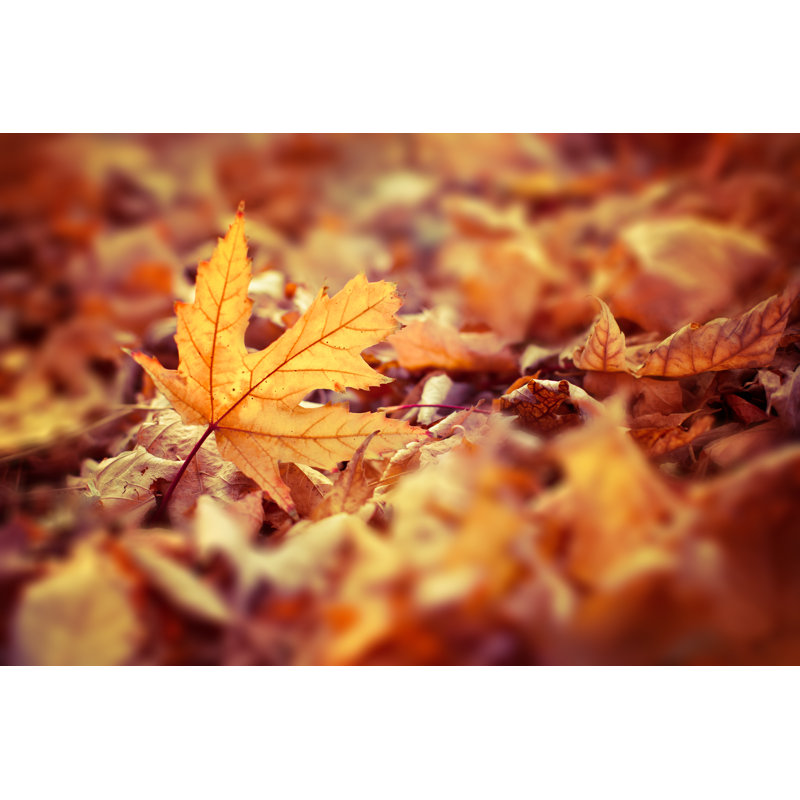 Autumn Leaves - Wrapped Canvas Print, 51cm H x 76cm W x 3.8cm D