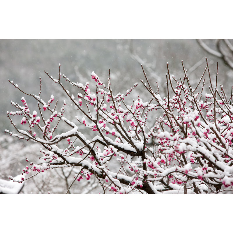 Dyann Plum Blossom - Wrapped Canvas Print, 30cm H x 46cm W x 3.8cm D