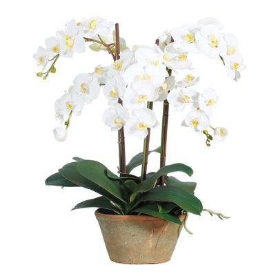 PHALAENOPSIS POTTED PLANTER