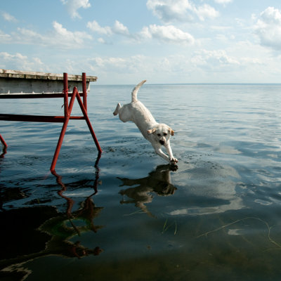 " Jumping Dog " by Wojciech_Gajda
