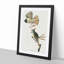 Great Crested Flycatcher Birds by John Audubon - Picture Frame Painting Print-55575413-55575417