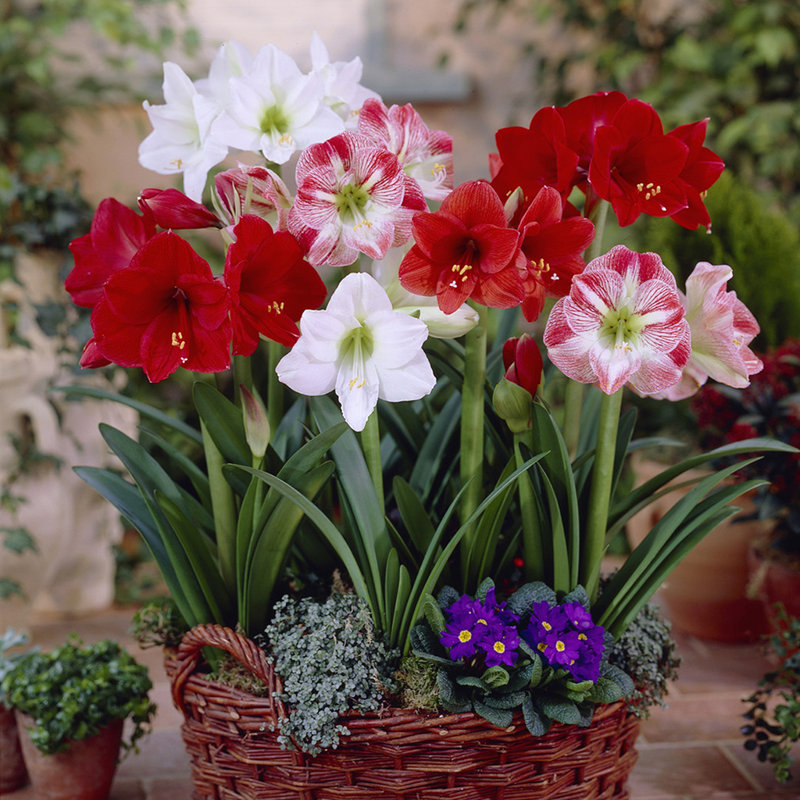 Amaryllis Mixed For Potting Bulb