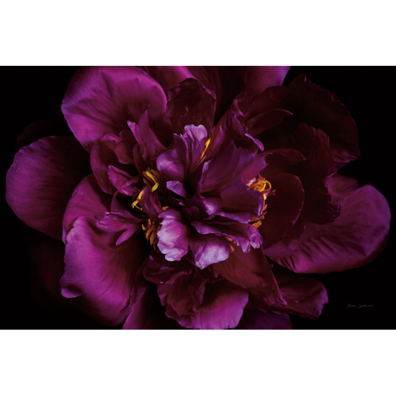 Pivoine foncé vif, H 32 po x l 48 po