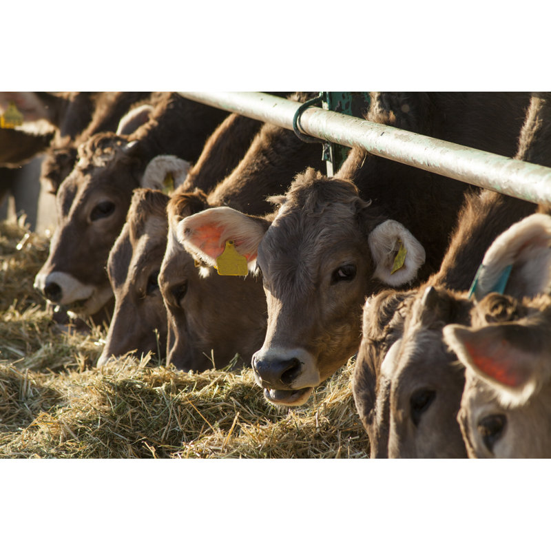 Cattle Eating by Erdinhasdemir - Wrapped Canvas Print, 81cm H x 122cm W