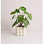 9,45 plante